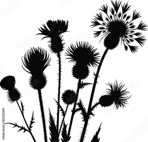 Black and white dandelion flowers with long stems and leaves