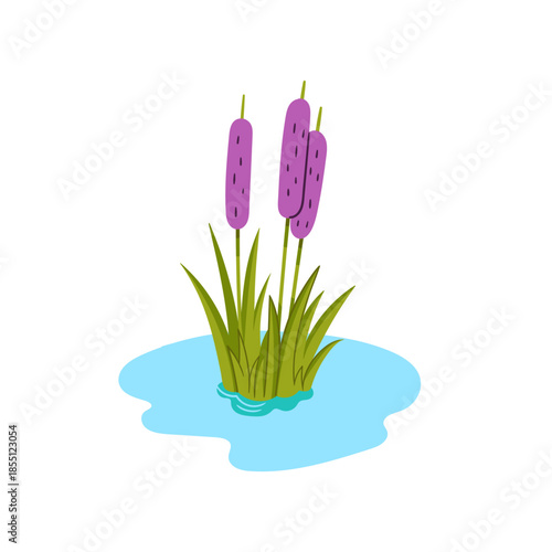 Vector hand-drawn illustration of cattail. Sketch of water plant bulrush.

