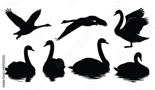 Set of black swan silhouettes isolated on white background, elegant birds in various poses including flying and swimming on water surface