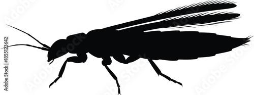 Thrip Silhouette Vector Illustration on White Background
