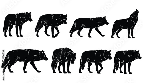 Silhouettes of wolves collection isolated on white background different poses howling walking running standing black