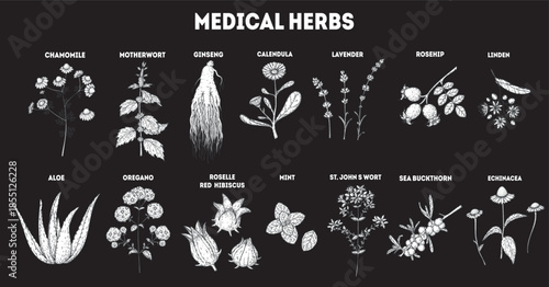 Herbal Tea vector drawing illustration. Herbal tea ingredients. Healthy food and drink . Vector drawing sketch collection. Engraved style.