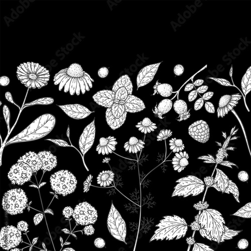 Herbal Tea vector drawing illustration. Herbal tea ingredients. Healthy food and drink . Vector drawing sketch collection. Engraved style.