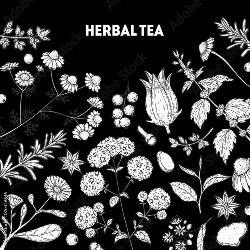 Herbal Tea vector drawing illustration. Herbal tea ingredients. Healthy food and drink . Vector drawing sketch collection. Engraved style.