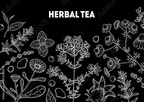 Herbal Tea vector drawing illustration. Herbal tea ingredients. Healthy food and drink . Vector drawing sketch collection. Engraved style.