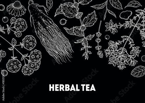 Herbal Tea vector drawing illustration. Herbal tea ingredients. Healthy food and drink . Vector drawing sketch collection. Engraved style.