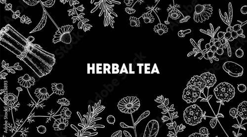 Herbal Tea vector drawing illustration. Herbal tea ingredients. Healthy food and drink . Vector drawing sketch collection. Engraved style.
