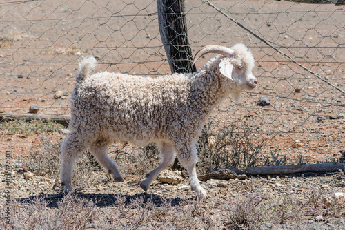 Angora goat at the fence,  near Bracefield, Karoo, South Africa