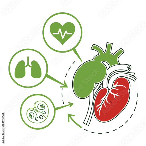 An illustration shows the interconnectedness of human organs with icons.