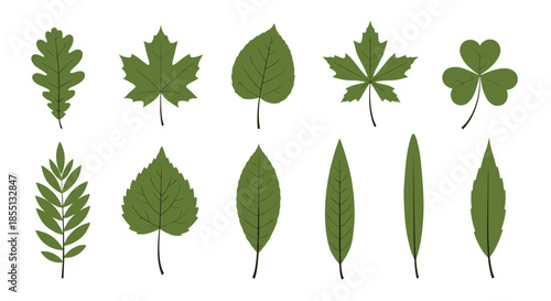 Comprehensive collection of various green tree leaf species shown in a detailed and realistic botanical illustration style.