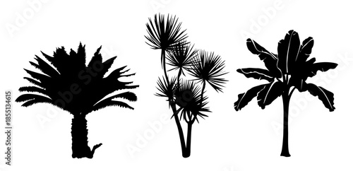 Black and white silhouette illustration of three tropical palm tree species arranged horizontally with clean shapes and minimalist design.