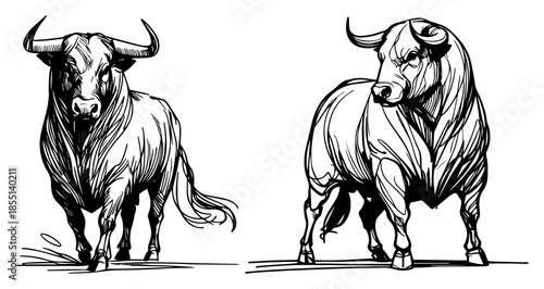 Two Bulls Standing - Vector Farm Animals in Engraving Style