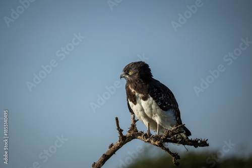 Black-chested snake eagle standing on dead branch in mara conservancy in kenya. 