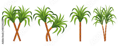 sugarcane vector illustration