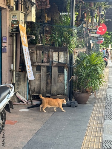 a cat on the floor