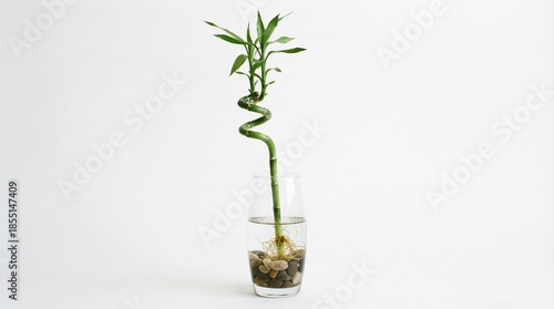 A lucky bamboo stalk isolated on a white background