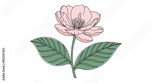 Beautiful hand-drawn illustration of a blooming pink flower with multiple petals and two large green leaves on a white background.