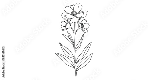 Detailed line drawing of a flowering plant with multiple blooms at the top of a long stem surrounded by slender pointed leaves.