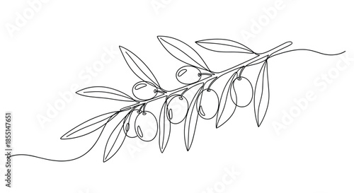 Continuous line drawing of a long olive branch with several oval-shaped olives and multiple leaves extending from the stem.