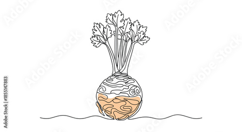 Minimalist continuous line drawing of a whole celeriac root vegetable with its leafy green tops on a plain white background for kids.
