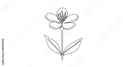 Single blooming flower with delicate petals and long stamens is depicted in a minimalist black and white line drawing style.