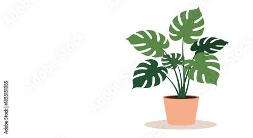Lush green monstera deliciosa plant with swiss cheese leaves growing in a peach colored terracotta pot on the floor.