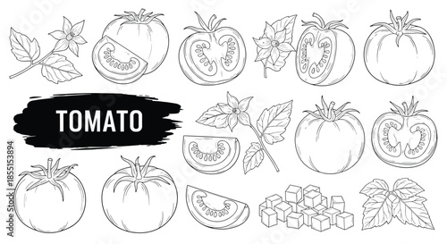 Scientific illustration set provides detailed drawings of whole tomatoes sliced pieces diced cubes and green leaves.
