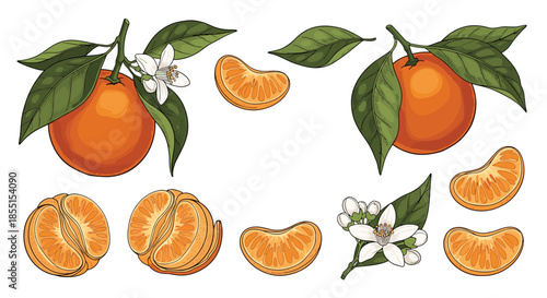 Colorful set of mandarin orange fruits with flowers and leaves isolated on white background for food and garden design.