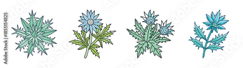 Sea holly flower illustration, eryngium plant drawing, botanical art print, thistle like flora, nature design