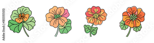 Beautiful nasturtium flowers illustration vector drawing botanical floral art design element nature garden