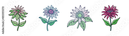 Watercolor botanical illustration of monarda flowers, bee balm, and bergamot plants drawing art