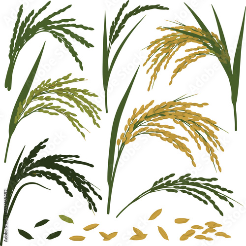 Rice plant stalks collection with green and golden paddy ears and grains, organic agriculture vector set isolated on white background.