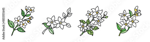 Beautiful jasmine flower vector illustration design elements for graphic and floral design projects