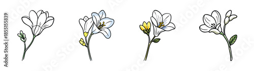 Beautiful freesia flower illustration vector drawing botanical floral design element clip art set