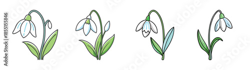 Snowdrop flower illustration spring blossom botanical art floral design nature drawing galanthus plant art