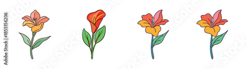 Beautiful canna lily flower illustration drawing vector design floral botanical art graphic element