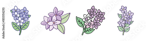 Illustration of purple and white hyacinth flowers botanical drawing floral design element clip art spring bloom