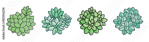 Illustration of succulent plants drawing for botanical art print and nature themed design projects