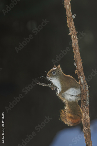 American red squirrel, Tamiasciurus hudsonicus, sitting in dead tree