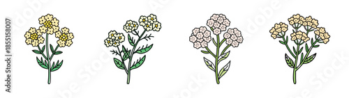 Floral botanical illustration of yarrow flowers, flowering plant, yarrow blossom and foliage, 90 chars