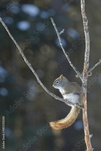 American red squirrel, Tamiasciurus hudsonicus, sitting in dead tree