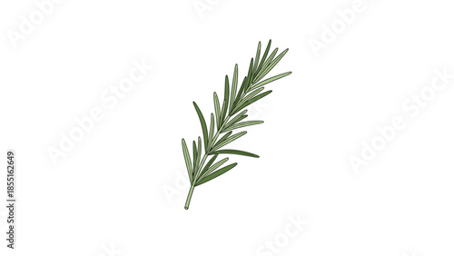 Detailed illustration of a fresh rosemary sprig, showcasing its narrow, fragrant green leaves, ideal for culinary or herbal themes.