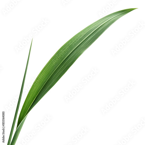 Single green grass blade with visible veins and a pointed tip extending from a stem isolated on a transparent background