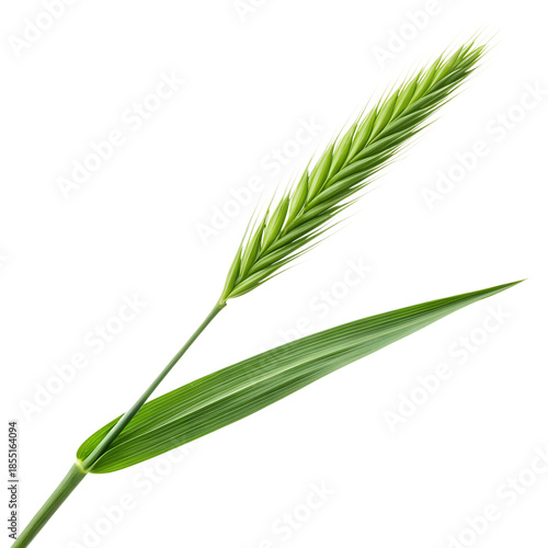 Single green grass blade with a spikelet and leaf against a isolated on a transparent background