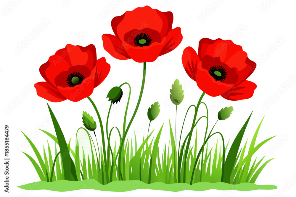 Fototapeta premium Red poppies isolated on white