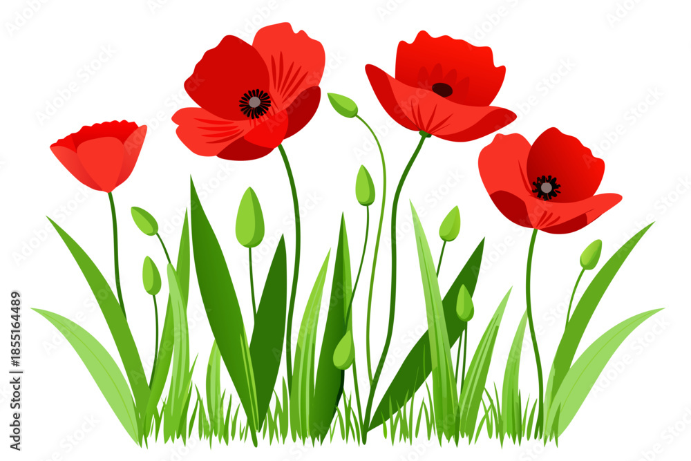 Fototapeta premium Red poppy flowers