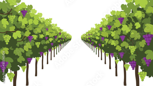 Long rows of vibrant green grapevines laden with ripe purple and green grapes, creating an idyllic vineyard landscape.