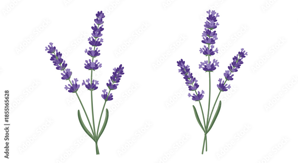 Obraz premium Two delicate sprigs of purple lavender with green leaves and stalks presented in a simple and elegant illustration for aromatherapy.