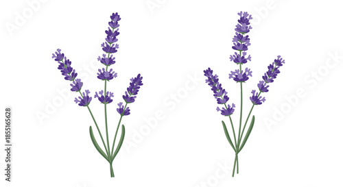 Two delicate sprigs of purple lavender with green leaves and stalks presented in a simple and elegant illustration for aromatherapy.