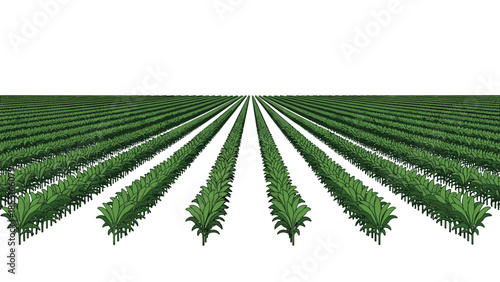 Endless perspective of neatly planted rows of green crops, symbolizing large-scale agriculture, growth, and farming.